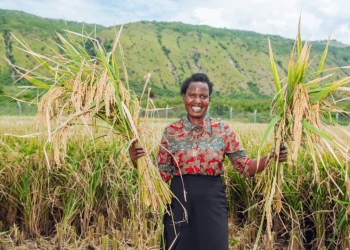 Hundreds of Kikuube farmers gain confidence and income from a CNOOC Uganda-backed program after achieving their first successful, high-return rice harvest.