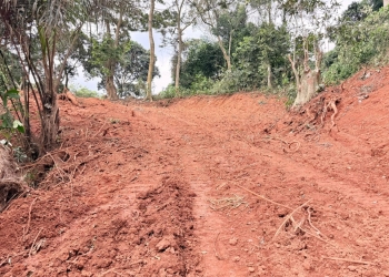 A portion of the Kitubulu Central Forest Reserve stands freshly cleared, revealing the extent of the land allocated to a developer for the construction of a proposed multi-million dollar mixed-use project. The clearing of this protected area has drawn intense criticism from local officials, including the mayor, and conservation groups, who argue the action endangers Lake Victoria and violates environmental laws. The forest is a critical urban green space and natural flood barrier.