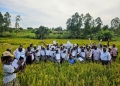 PRiDe project technical teams join rice farmers in Maracha on the graduation day on 6 November 2025