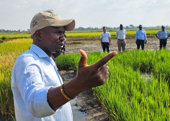 Officials inspecting the new rice trial fields at Doho Irrigation Scheme in Butaleja District