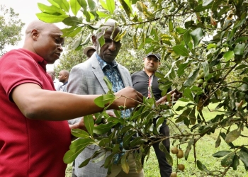 NARO Director General, Dr. Yona Baguma (center), the Amafh Farm Managing Director, Morvi Amis (right) and another staff inspect a Macadamia plant at the farm in Mityana during the visit